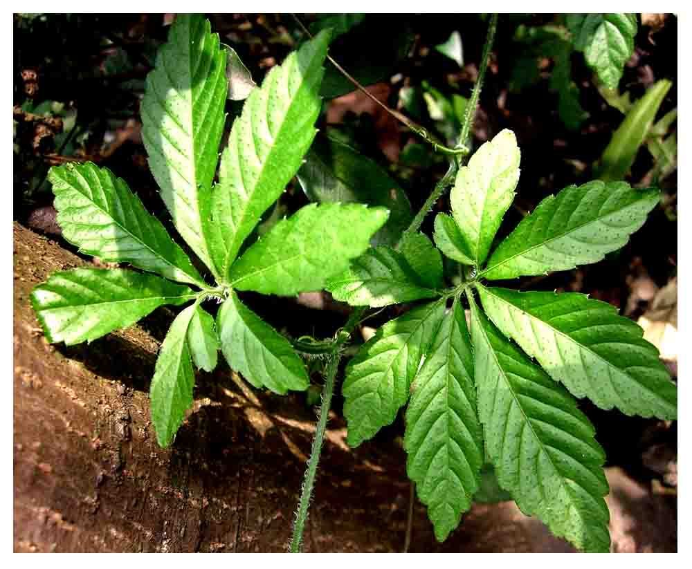 Tìm hiểu giảo cổ lam có tác dụng giảm béo, điều trị tiểu đường không?