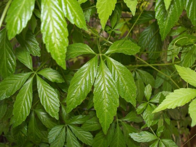 Công dụng khi sử dụng trà giảo cổ lam loại hút chân không.