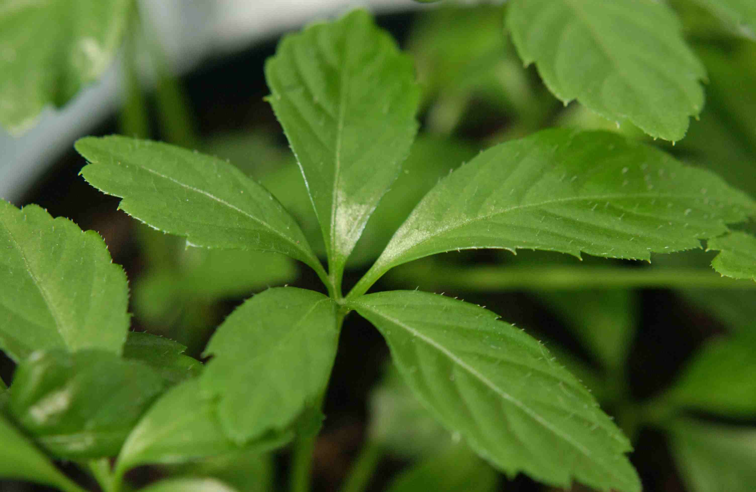 Tìm hiểu thảo dược giảo cổ lam loại 5 lá “Ngũ diệp sâm”