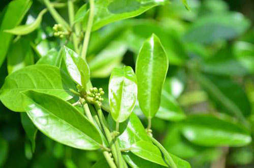 Dây thìa canh vị thuốc phù hợp túi tiền cho bệnh nhân tiểu đường