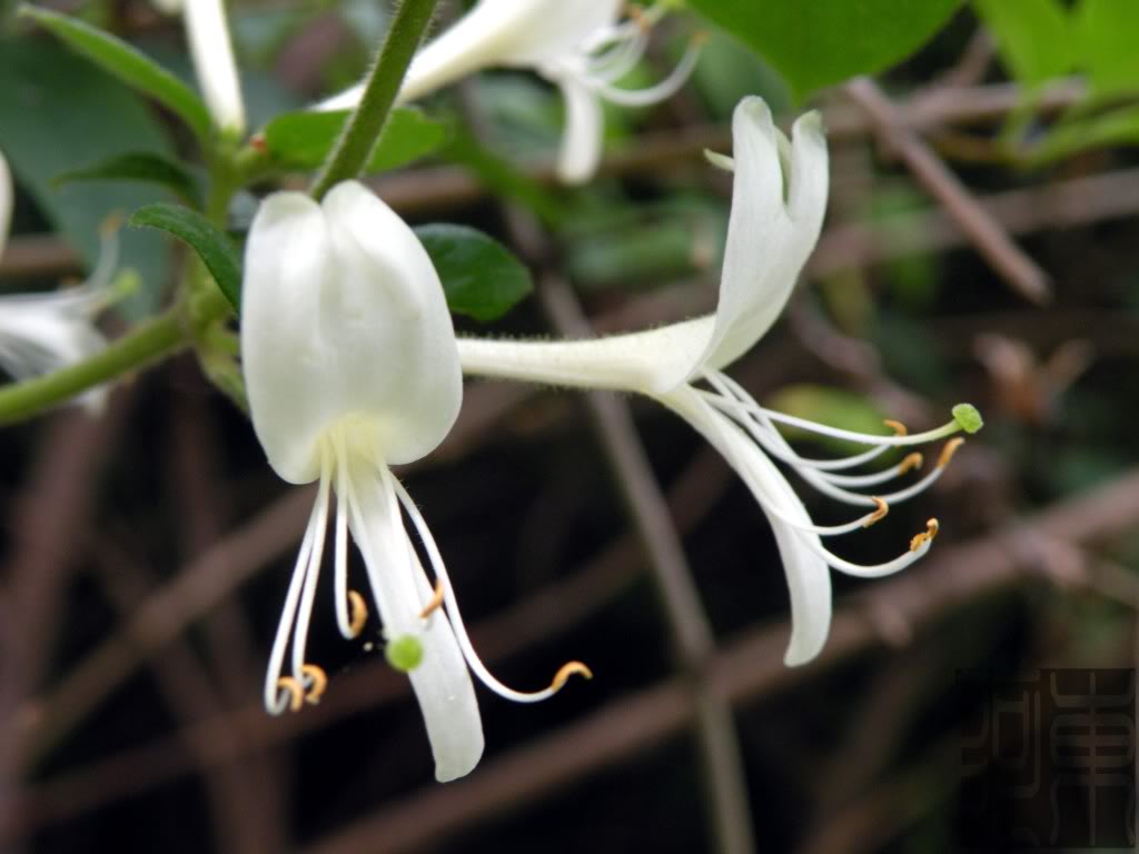 Chữa bệnh viêm xoang bằng kim ngân