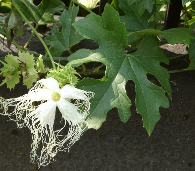 Thiên hoa phấn (Cây qua lâu) chìa khóa vàng cho căn bệnh tiểu đường.