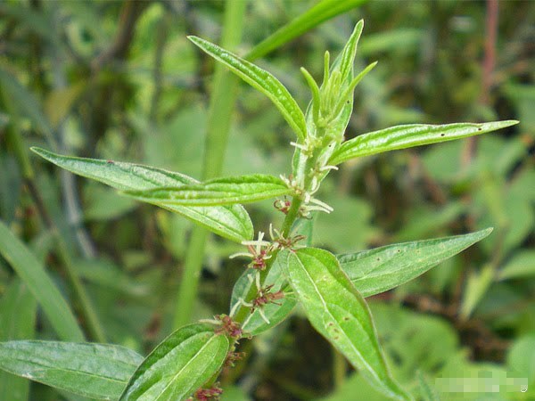 Cây bọ mắm thảo dược hỗ trợ điều trị viêm họng lâu năm