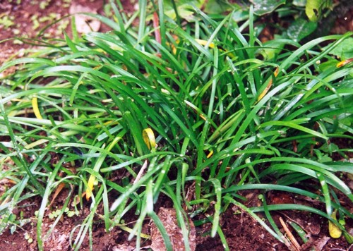 Điều trị viêm phế quản, huyết áp cao hãy sử dụng củ mạch môn