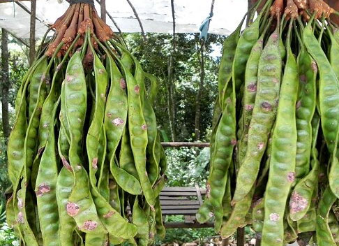 Thảo dược thiên nhiên mượt tóc từ Cây bồ kết