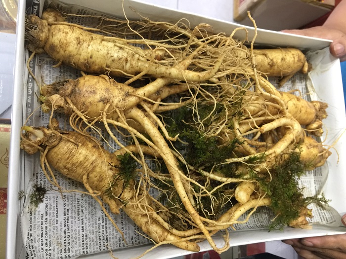 Cách bảo quản nhân sâm khô và tươi Hàn Quốc được lâu