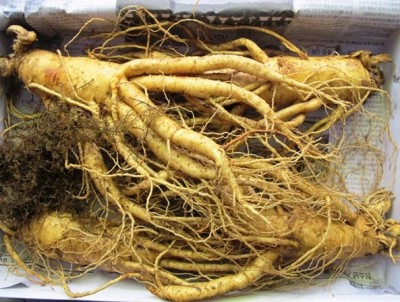 KHÔNG NÊN SỬ DỤNG SÂM NGỌC LINH VỚI CÁC TRƯỜNG HỢP SAU