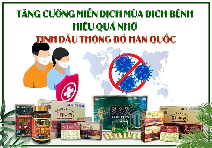 Tăng cường miễn dịch  hiệu quả nhờ tinh dầu thông đỏ Hàn Quốc