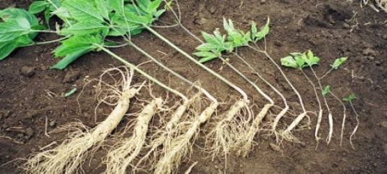 Tác dụng của nhân sâm tươi Hàn Quốc và địa chỉ bán sâm Hàn Quốc uy tín