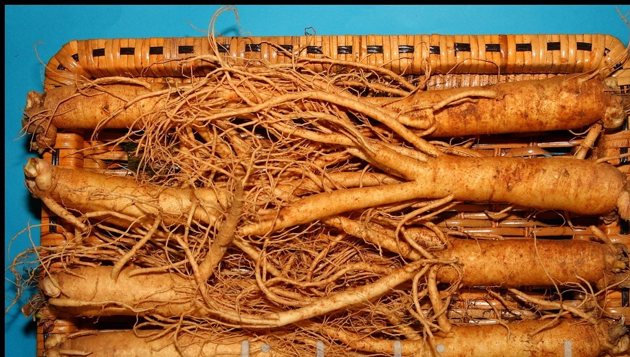 Sự thật về Nhân Sâm siêu rẻ - Bảng Giá Nhân Sâm Hàn Quốc chính hãng