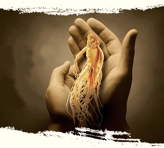 Nên chọn nhân sâm chính hãng ở đâu ?