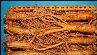 Cách nhận biết Nhân Sâm Hàn Quốc 6 năm chính hãng