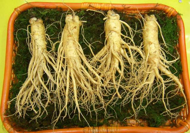 Phân biệt nhân sâm nhiều năm tuổi chính hãng