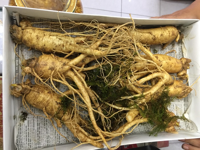 Củ sâm tươi Hàn Quốc có tác dụng gì và được dùng như thế nào?