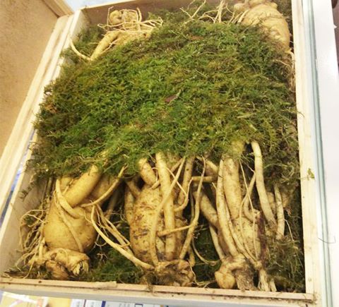 Giá trị của nhân sâm chính phủ đối với sức khỏe con người như thế nào?